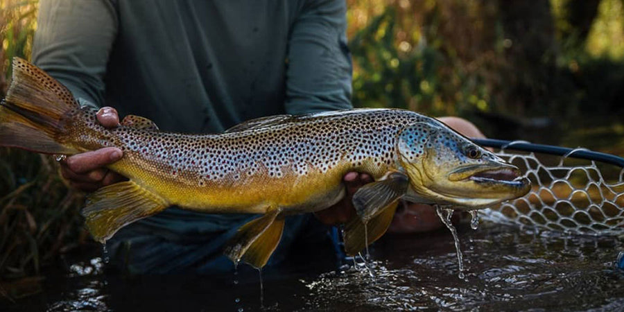 Trick or Trout?